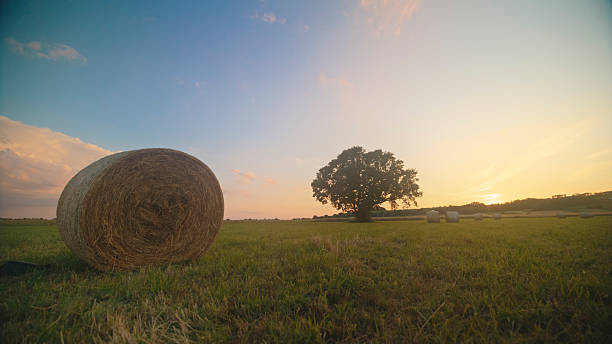 Round Hay Bale Resting on a Mowed Field at Sunset,with an Oak Tree and Other Hay Bales in the Background,Creating a Peaceful Rural Landscape