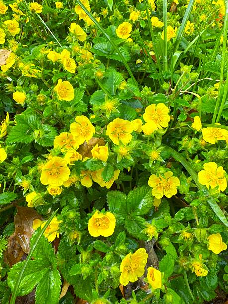 istock Potentilla hebiichigo 2213656225