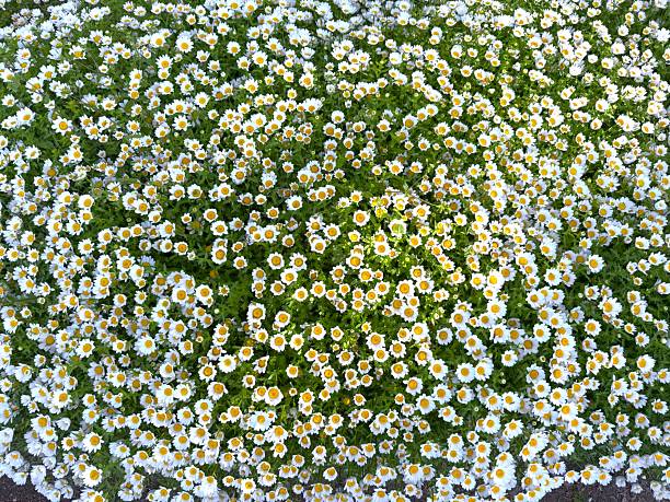 chamomile flowers
