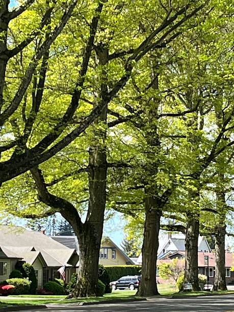 istock Pin Oak street trees 2213657112