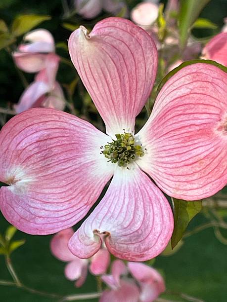 istock Close-up of a pink dogwood tree blossom 2213657183