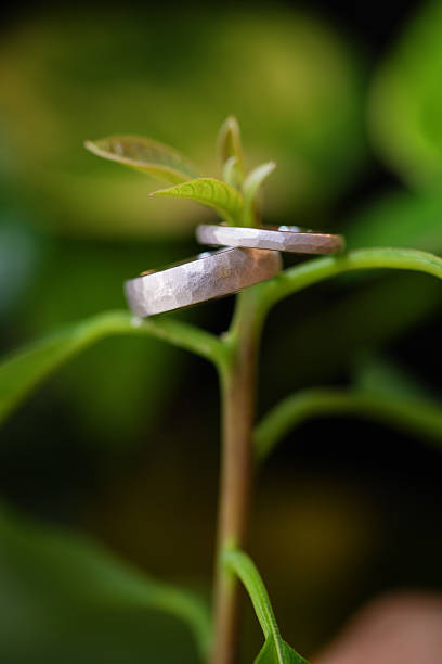 Wedding rings lying on shining table on the red roses background.