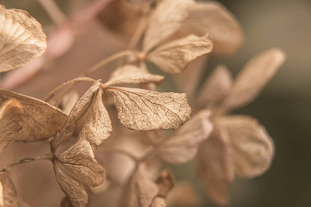 Branch of dried hydrangea.Warm natural autumn background. Selective focus.