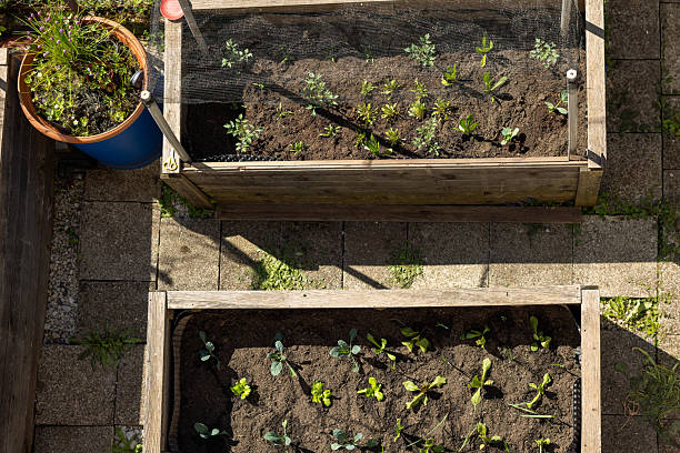 istock Raised Garden Beds with Young Vegetable Seedlings 2213658559