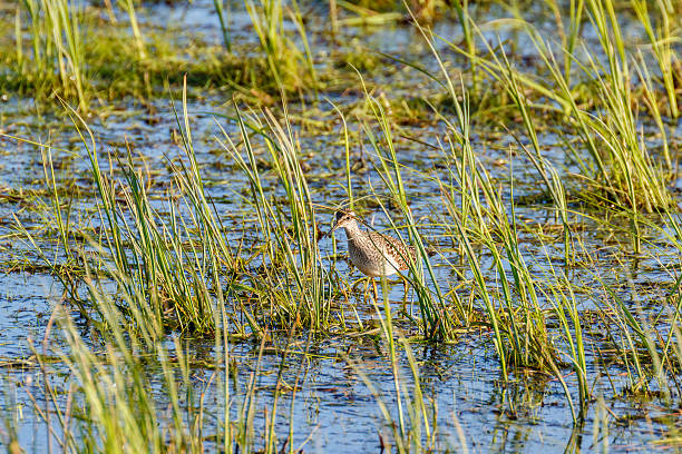 istock Walking Wood Sandpiper in a mudflats with grass straws 2213659628