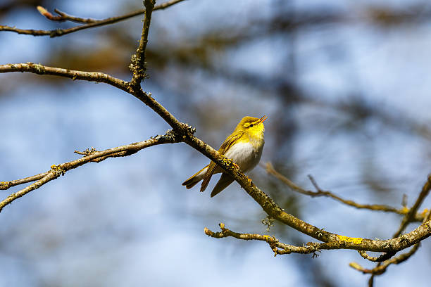 istock Wood Warbler looking up to the sky and singing 2213659686