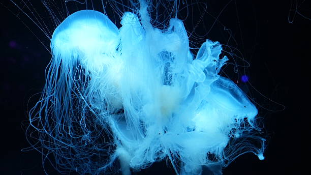 istock Swimming sea jellyfish in blue light 2213660760