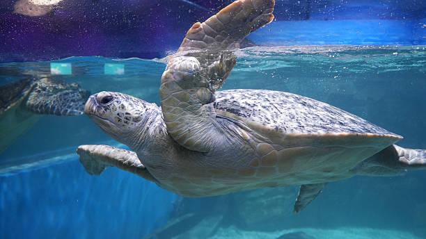 istock A swimming sea turtle 2213660840