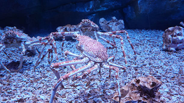 istock Spider Crab in the sea 2213660843