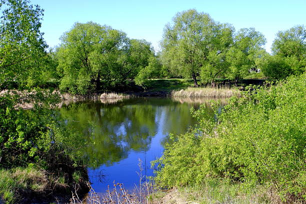 Russia Voronezh May 03 2025 Reflection of trees in the river