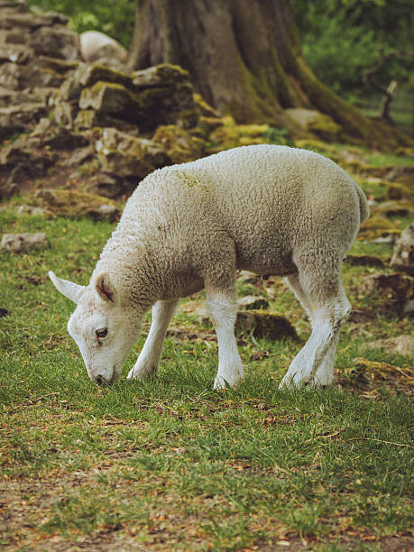 Cute flock of sheep on a farm in the morning.