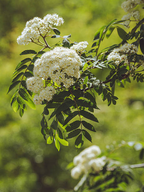 A Rowan tree coming into bloom with white flowers