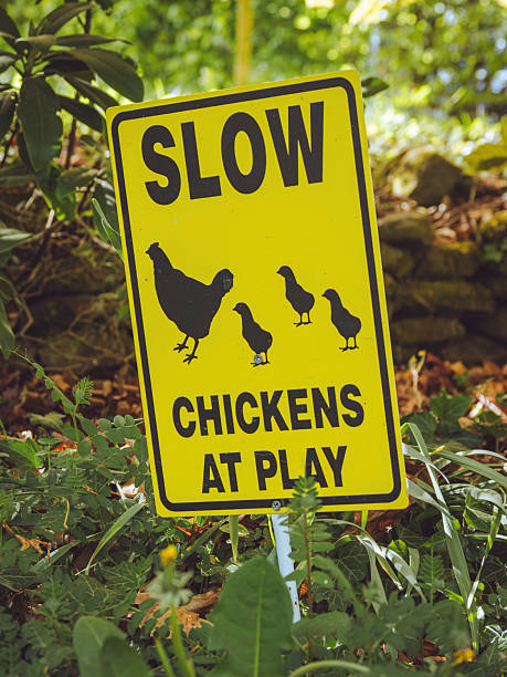istock A fun 'Slow - Chickens at Play' sign 2213663097