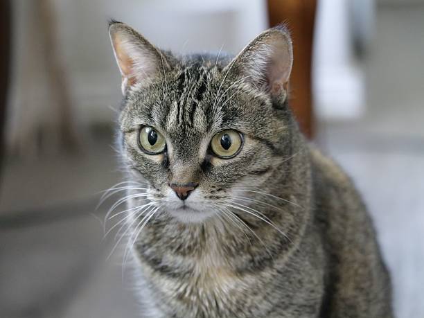 Close-up of a tabby cat with striking green eyes and detailed fur, indoors.