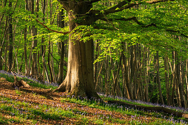 A view of a bluebell wood in springtime, with intentional blur