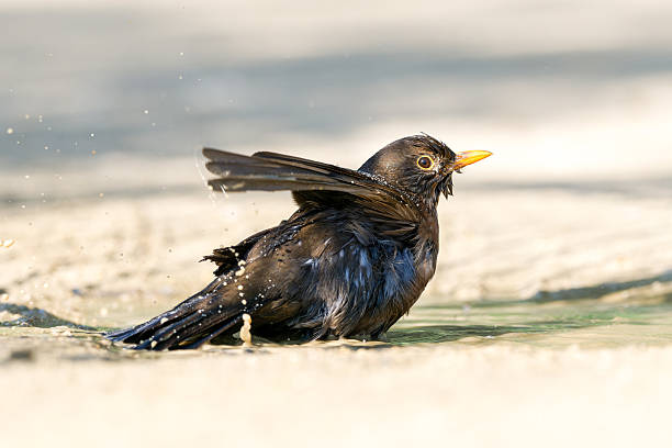 A Turdus merula (male blackbird) taking a bath in a puddle in an urban park in Paris, showing the bird enjoying a moment of natural behavior in the city environment.