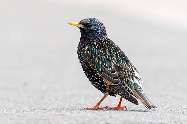 istock Starling (Sturnus vulgaris) on tarmac in Paris 2213665539