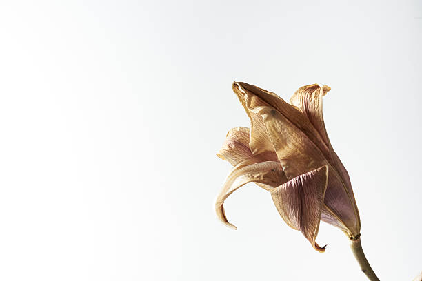 Beautiful withered lily flowers on a white background