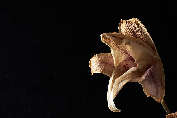 Beautiful withered lily flowers on a black background