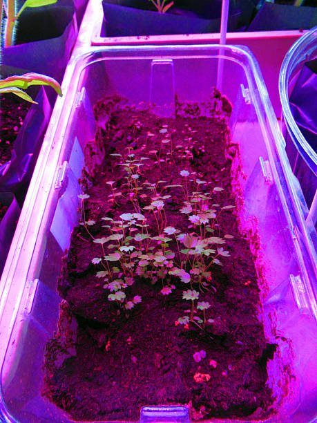 istock Strawberry sprouts in a tray 2213666850