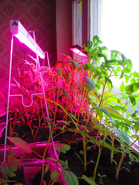 istock Growing plants under fluorescent lighting on a windowsill 2213666858