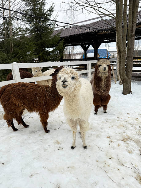 istock White and brown alpacas in a zoo enclosure or on a farm 2213668258
