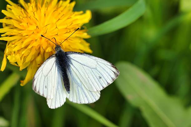 istock White Butterfly on Yellow Dandelion 2213676699