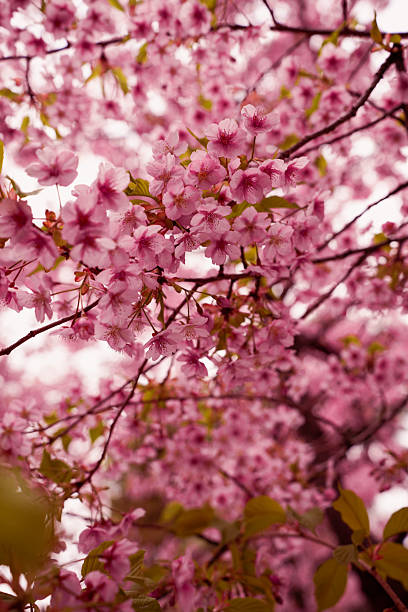 istock Pink Sakura Japanese Flower 2213681292