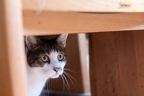 istock Cute cat hiding under a chair 2213681877
