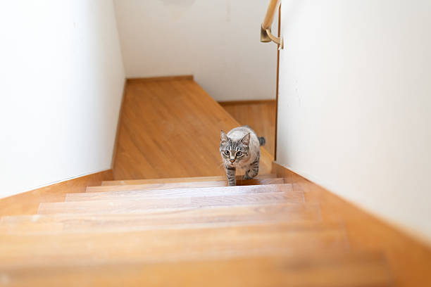 istock cute cat going up the stairs 2213682255