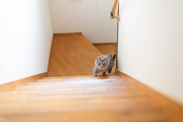 istock cute cat going up the stairs 2213682344