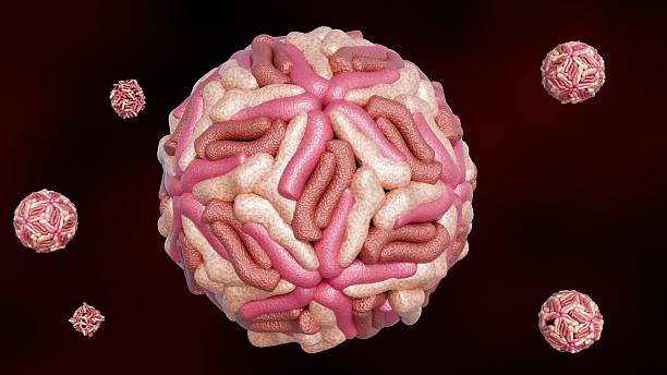 istock A 3D rendering of spherical dengue virus particles. 2213682827
