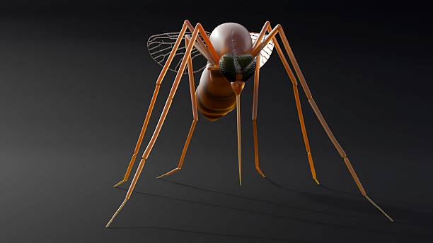 A scientifically accurate of an anopheles mosquito