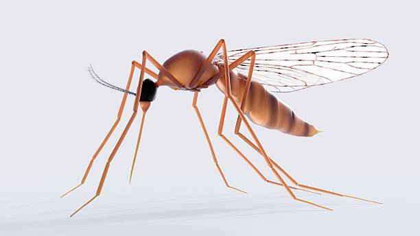 istock A scientifically accurate of an anopheles mosquito 2213682895