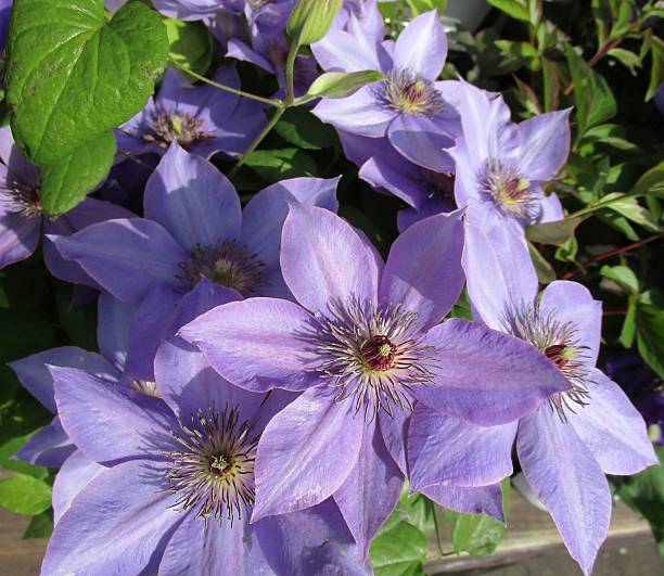 istock close up of clematis flowers 2213683277