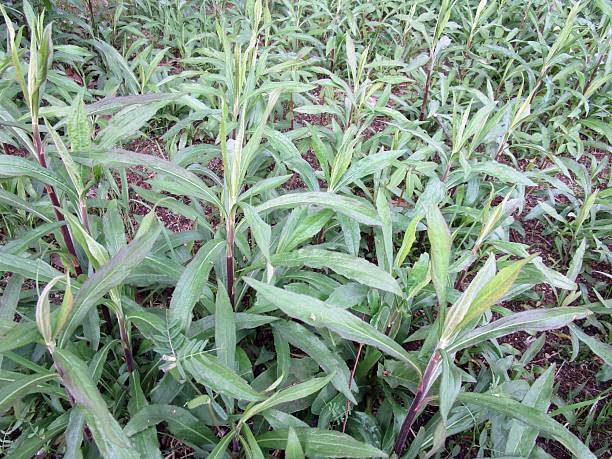 istock Tall mugwort(Artemisia selengensis) growing in the fields 2213684260