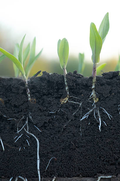 istock Young corn shoots with roots with soil cut 2213684453