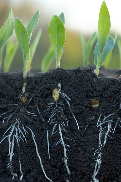 istock Young corn shoots with roots with soil cut 2213684454