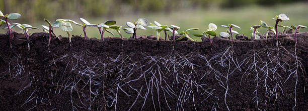 istock Young sunflower sprouts with roots in soil cross section 2213684498