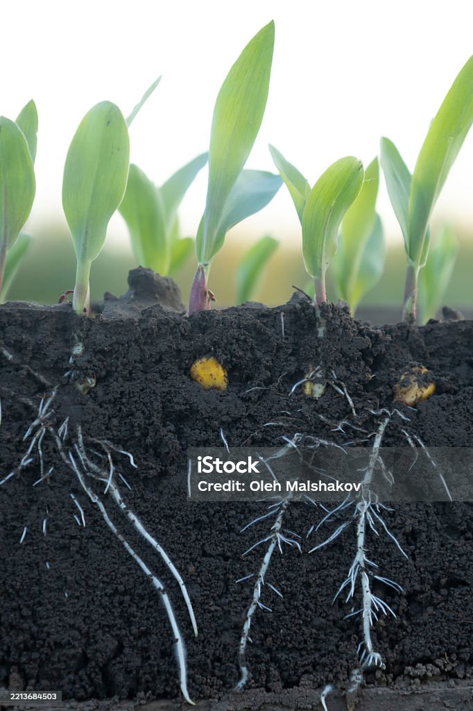 Corn Roots Soil Young Corn Shoots With Roots With Soil Cut Stock Photo - Download Image ...