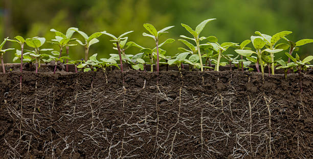 istock Young sunflower plants in the soil with roots 2213684634