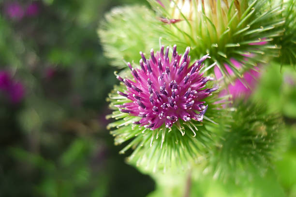 istock pink burdock flower on blurred green background 2213684697