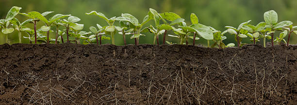 istock Young sunflower plants in the soil with roots 2213684727