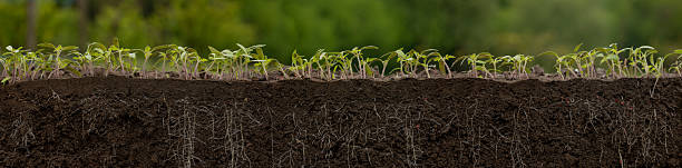 istock Young tomato plants in the soil with roots. seedlings 2213684744