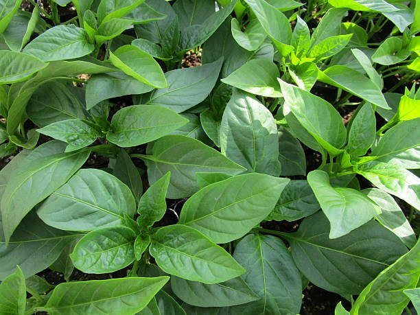 istock Close up of green pepper seedlings 2213684848