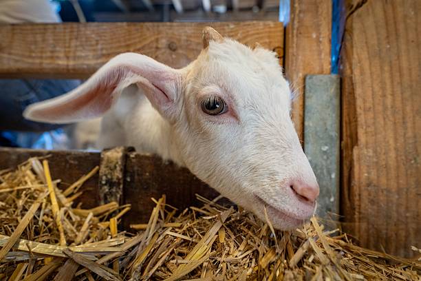 istock White Goat in a Barn Nibbling on Straw 2213687072