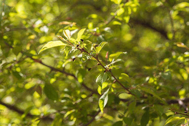 istock Hawthorn tree in bloom with white flowers and green leaves. 2213688758