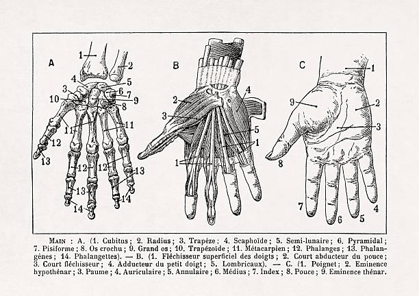 Illustration about the human hand anatomy printed in a late 19th century French dictionary.