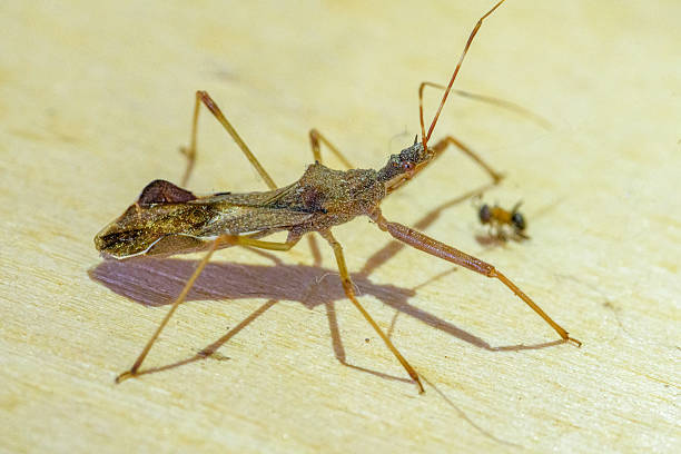 Closeup macro photo of an invasive laternfly in nymph stage. Photo taken in Pennsylvania with shallow depth of field.