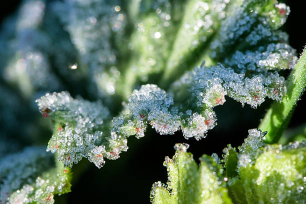 A macro shot showcases the intricate details of frost covering a plant's leaves, creating a delicate and sparkling spectacle. The frozen water droplets transform the verdant foliage into a shimmering winter wonderland, highlighting the beauty of nature's textures and patterns. This image captures the ephemeral quality of winter's touch, offering a glimpse into the serene and magical world of frost.